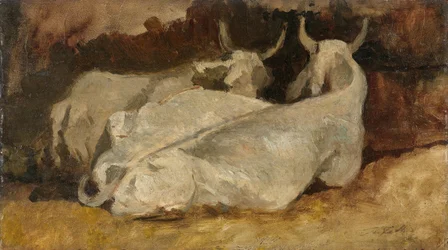 Mucche sdraiate